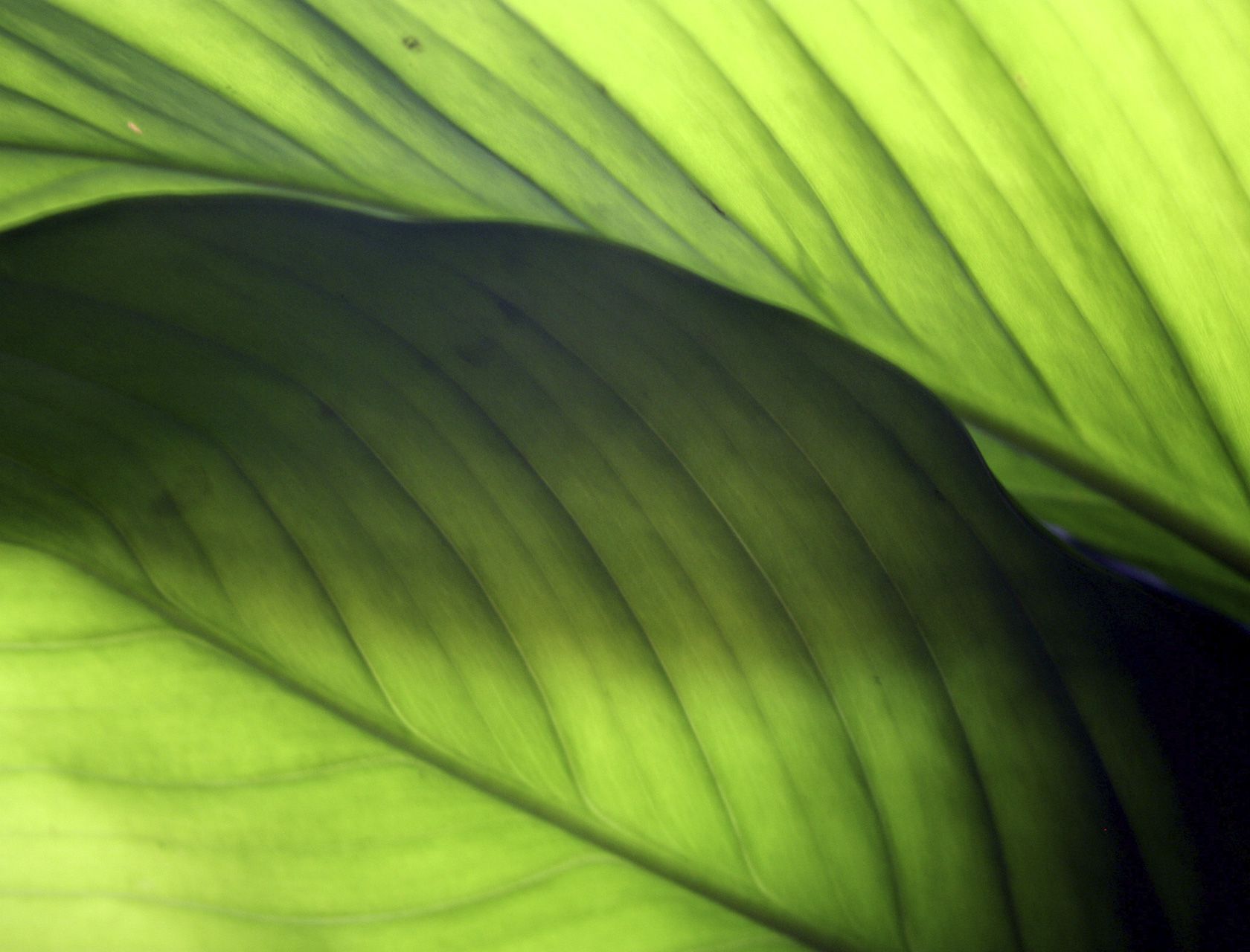 ACTIVE SURFACES